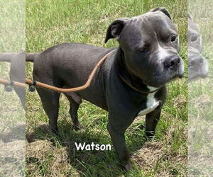 Watson - Male Mutt Dog for Adoption - Photo #4