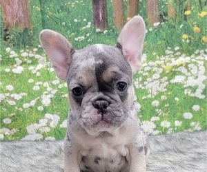 French Bulldog Puppy for Sale in BLAKESBURG, Iowa USA