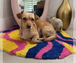 Small Dachshund Mix