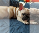 Small Photo #42 French Bulldog Puppy For Sale in MANHATTAN, NY, USA