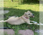 Small #11 American Pit Bull Terrier Mix