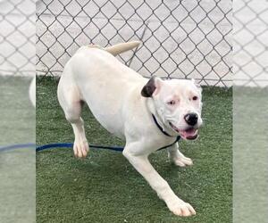 American Pit Bull Terrier-Unknown Mix Dogs for adoption in Texas City, TX, USA