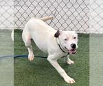 Small American Pit Bull Terrier Mix