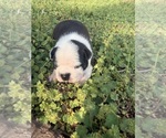 Small #5 Boston Terrier