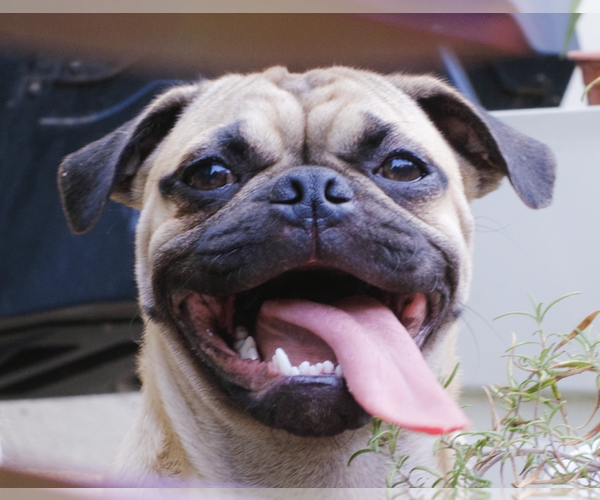 Medium Photo #1 Pug Puppy For Sale in San Ramon, CA, USA