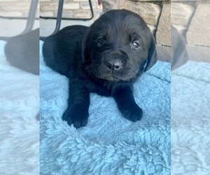 Labrador Retriever Puppy for sale in WASHBURN, MO, USA