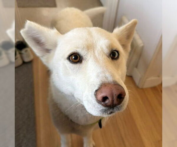 Medium Photo #4 Siberian Husky Puppy For Sale in Omaha, NE, USA