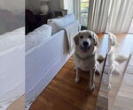 Small #5 Anatolian Shepherd-Great Pyrenees Mix