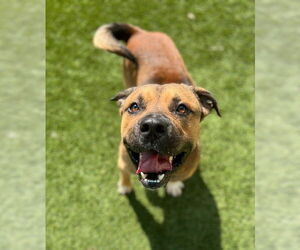 American Pit Bull Terrier-German Shepherd Dog Mix Dogs for adoption in Baytown, TX, USA