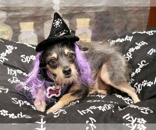 Medium Photo #1 Mutt Puppy For Sale in Victorville, CA, USA