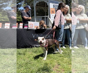 Quinn - Female American Pit Bull Terrier-Unknown Mix Dog for Adoption - Photo #9