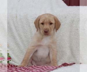 Labrador Retriever Puppy for sale in FELTON, PA, USA