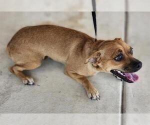 Chihuahua Dogs for adoption in San Antonio, TX, USA