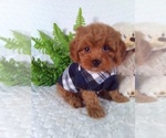 Small #10 Cavalier King Charles Spaniel-Poodle (Toy) Mix