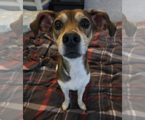 Medium Photo #2 Beagle-Unknown Mix Puppy For Sale in New Castle, DE, USA