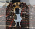 Small #1 Beagle Mix