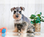 Small Photo #3 Schnauzer (Miniature) Puppy For Sale in SYRACUSE, IN, USA