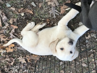 Labrador Retriever Puppy for sale in SALEM, MO, USA