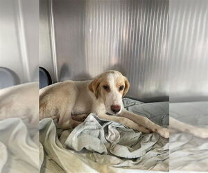Labrenees Dogs for adoption in Waco, TX, USA