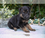 Small #2 German Shepherd Dog
