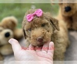 Small Photo #8 Goldendoodle Puppy For Sale in CROTON, MI, USA