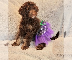 Miniature Labradoodle Puppy for sale in EDGEWOOD, TX, USA