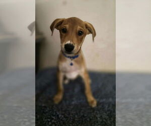 Doberman Pinscher-Labrador Retriever Mix Dogs for adoption in Aurora, IN, USA