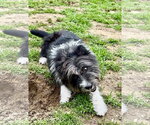 Small #2 Mutt