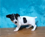 Small Photo #6 Jack Russell Terrier Puppy For Sale in SHAWNEE, OK, USA