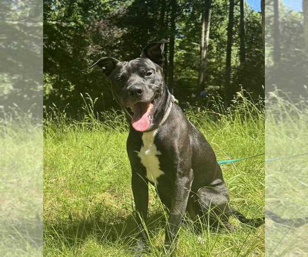 Medium Photo #1 Labrador Retriever-Unknown Mix Puppy For Sale in Candler, NC, USA