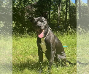 Labrador Retriever-Unknown Mix Dogs for adoption in Candler, NC, USA
