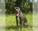 Small Labrador Retriever Mix