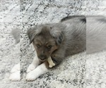 Small Photo #1 Australian Shepherd Puppy For Sale in FAIRFIELD, IL, USA
