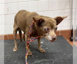 Chihuahua Dogs for adoption in Camarillo, CA, USA