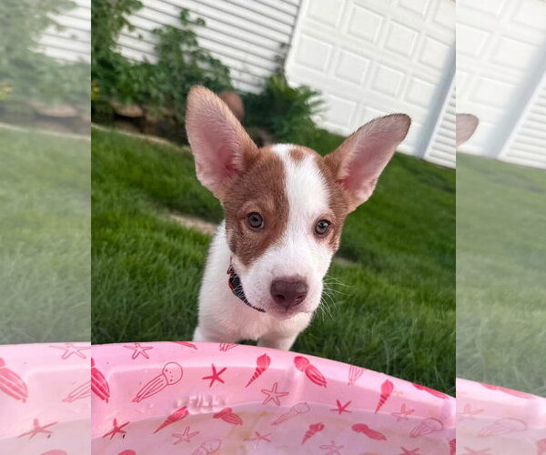 Medium Photo #1 Mutt Puppy For Sale in New London, WI, USA