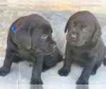 Small Photo #6 Labrador Retriever Puppy For Sale in AUBURN, WA, USA