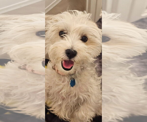 Medium Photo #4 Maltese-Unknown Mix Puppy For Sale in Littleton, CO, USA
