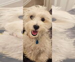 Small #3 Maltese Mix