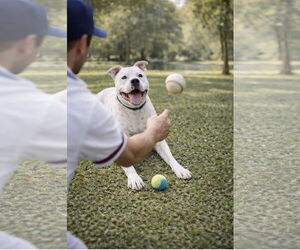 Manny (Roscoe) - Male American Bulldog-Staffordshire Bull Terrier Mix Dog for Adoption - Photo #5