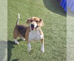 Small Photo #3 Beagle Puppy For Sale in Godfrey, IL, USA