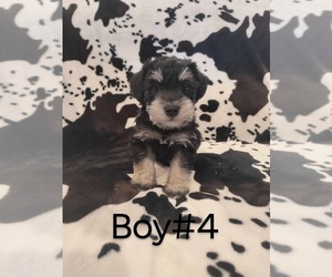 Schnauzer (Miniature) Puppy for Sale in CHILDRESS, Texas USA