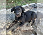 Small #3 Boxador
