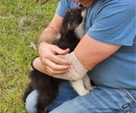 Small #12 Australian Shepherd