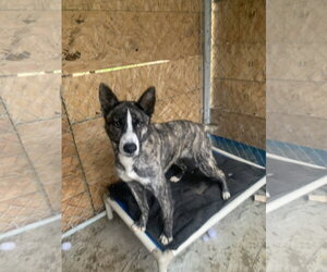 Jonathan - Male Border Collie-Siberian Husky Mix Dog for Adoption - Photo #2