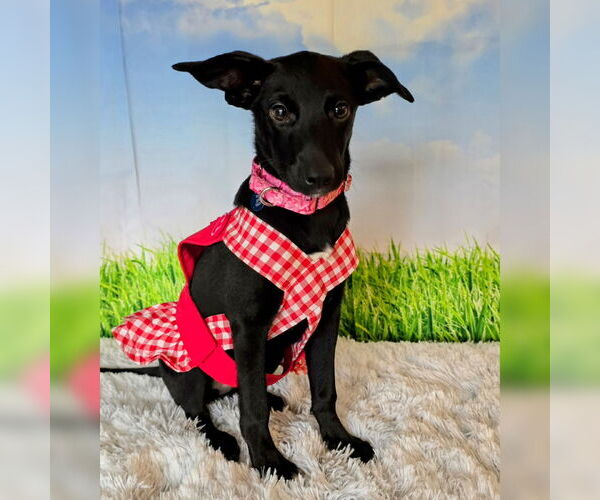 Medium Photo #23 Mutt Puppy For Sale in Fargo, ND, USA