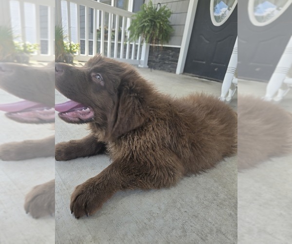 Medium Photo #115 Newfoundland Puppy For Sale in TILTON, IL, USA