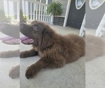 Small Photo #115 Newfoundland Puppy For Sale in TILTON, IL, USA