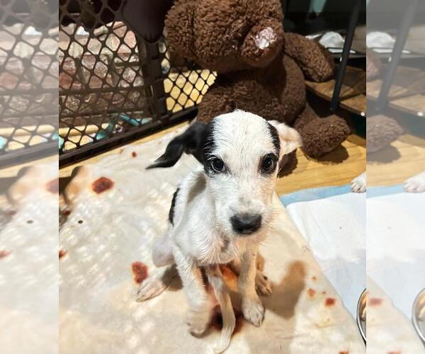 Medium Photo #2 Mutt Puppy For Sale in Plainfield, IL, USA