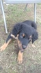 Small Photo #9 Rottweiler Puppy For Sale in PARKLAND, WA, USA