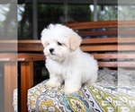 Peanut - Male Mal-Shi Puppy for Sale - Photo #4